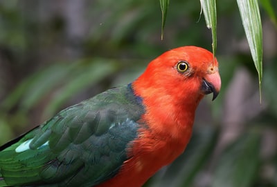 short-beak红色和绿色的鸟
